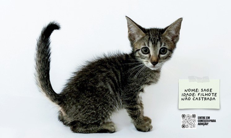Exposição conecta público às histórias de cães e gatos que aguardam adoção