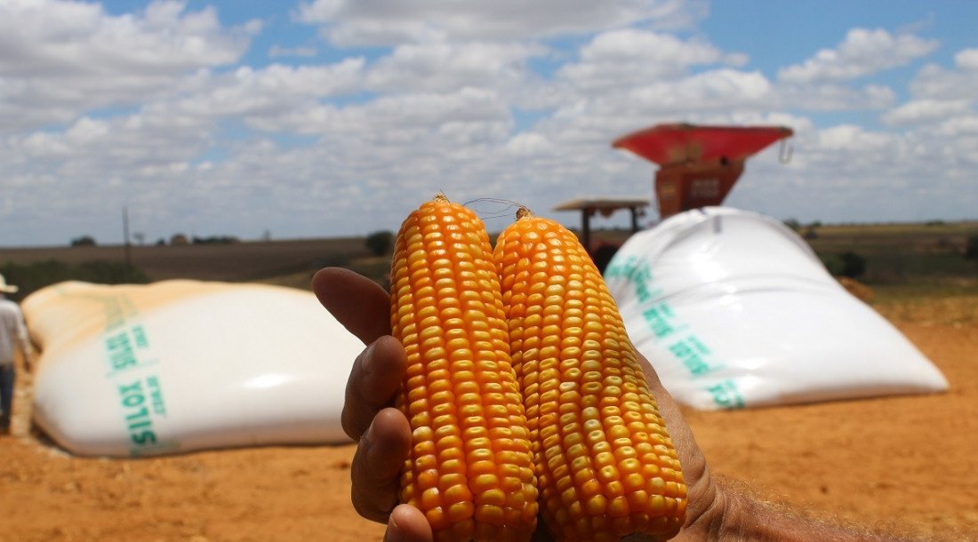 SERGIPE COLHE RESULTADOS HISTÓRICOS E CONSOLIDA LIDERANÇA NACIONAL NA PRODUTIVIDADE DE GRÃOS NO ESTADO