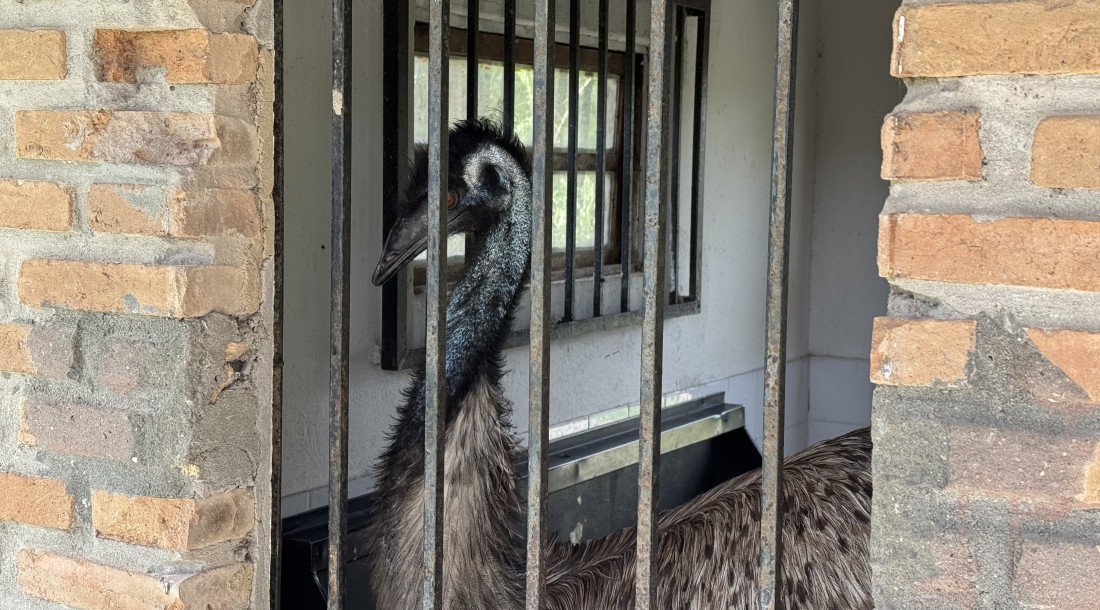 Adema reforça monitoramento preventivo de aves silvestres em Sergipe