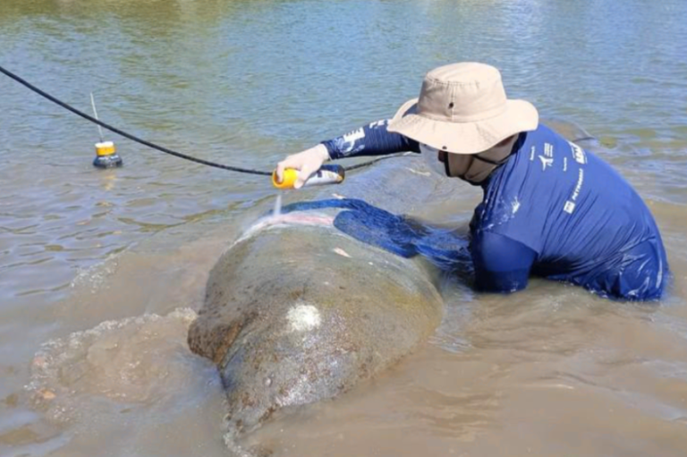 Junho Ambiental: MPF cobra proteção de peixe-boi-marinho Astro