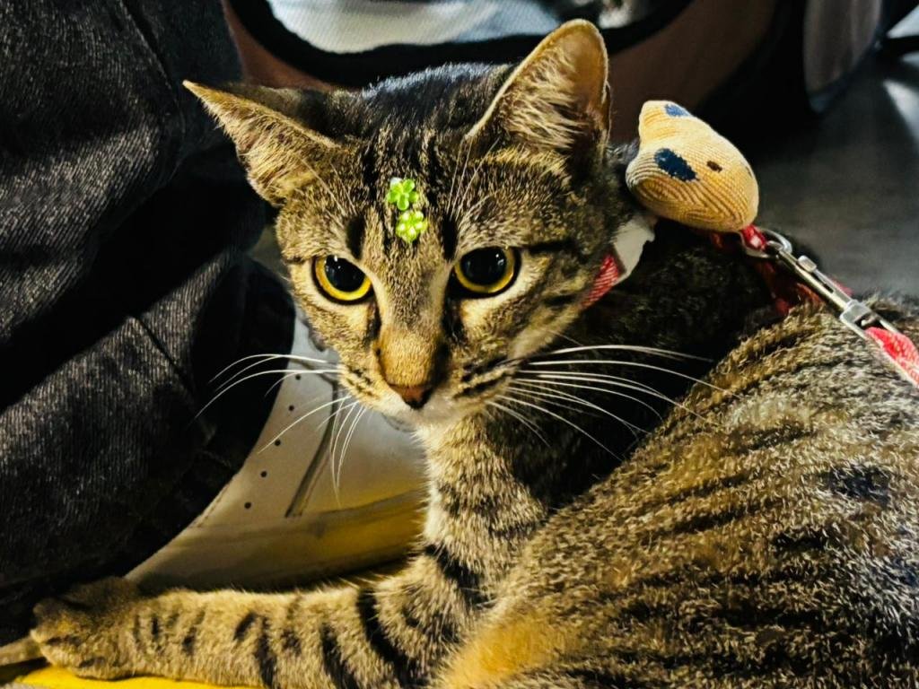 Prefeitura realiza campanha de adoção de animais neste fim de semana
