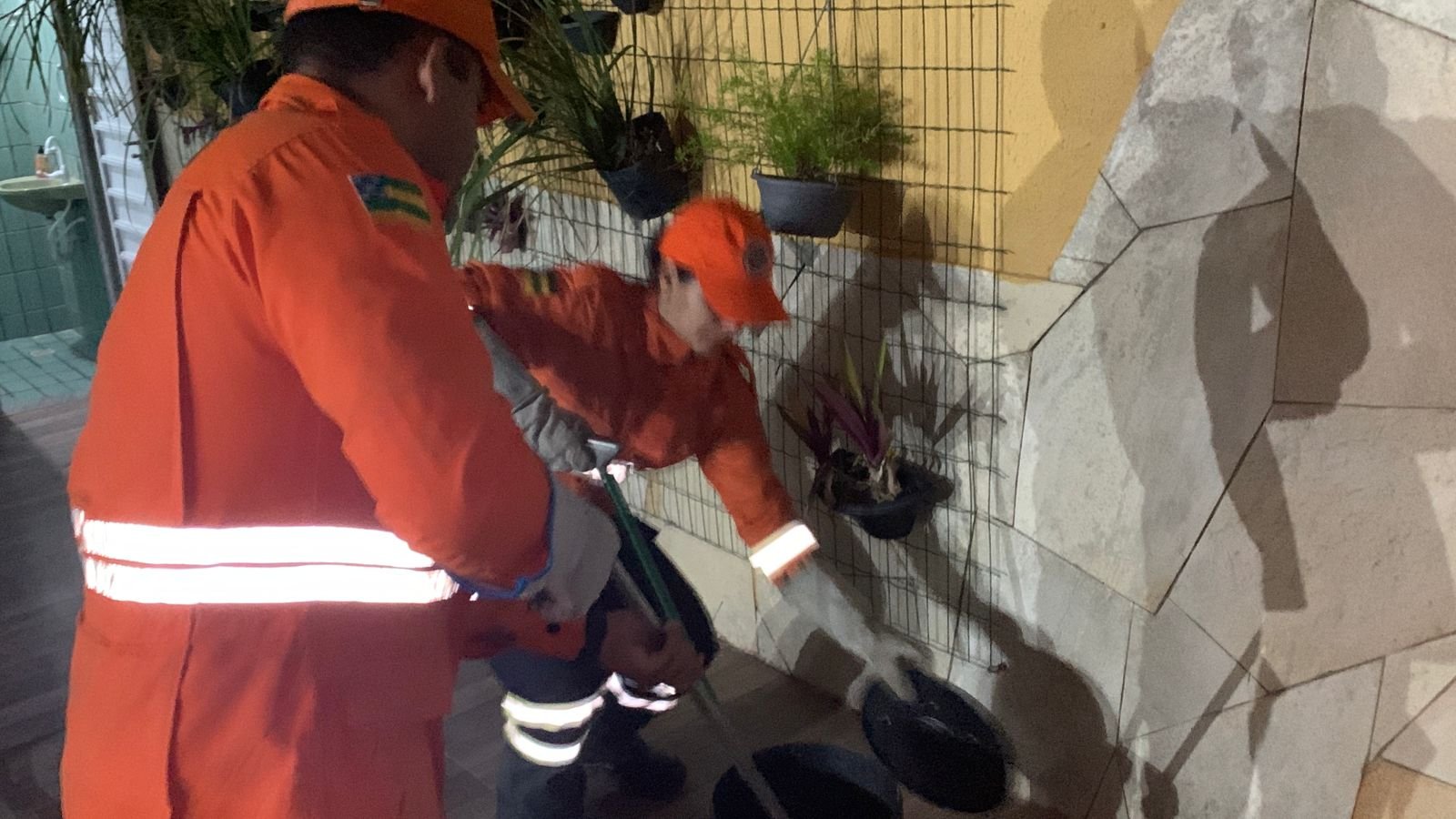 Bombeiros capturam cobra jiboia em residência na Aruana e devolvem animal ao habitat