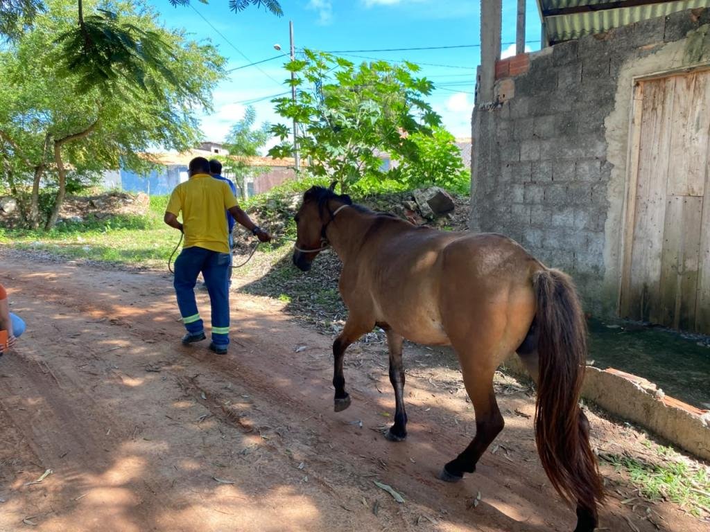 PMA realiza ação de apreensão de animais de grande porte no 17 de Março