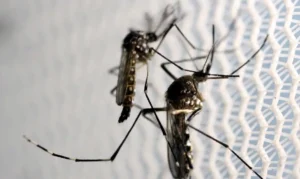Levantamento do LIRAa aponta quatro municípios estão com alto índice de infestação do Aedes Aegypti