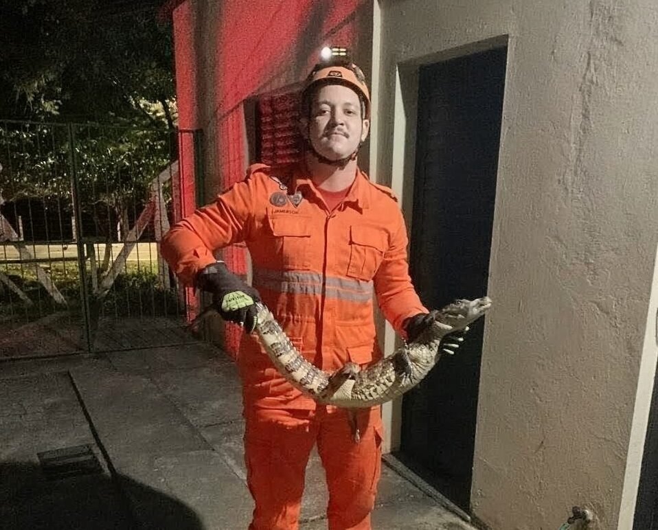Corpo de Bombeiros resgata um jacaré em Nossa Senhora do Socorro
