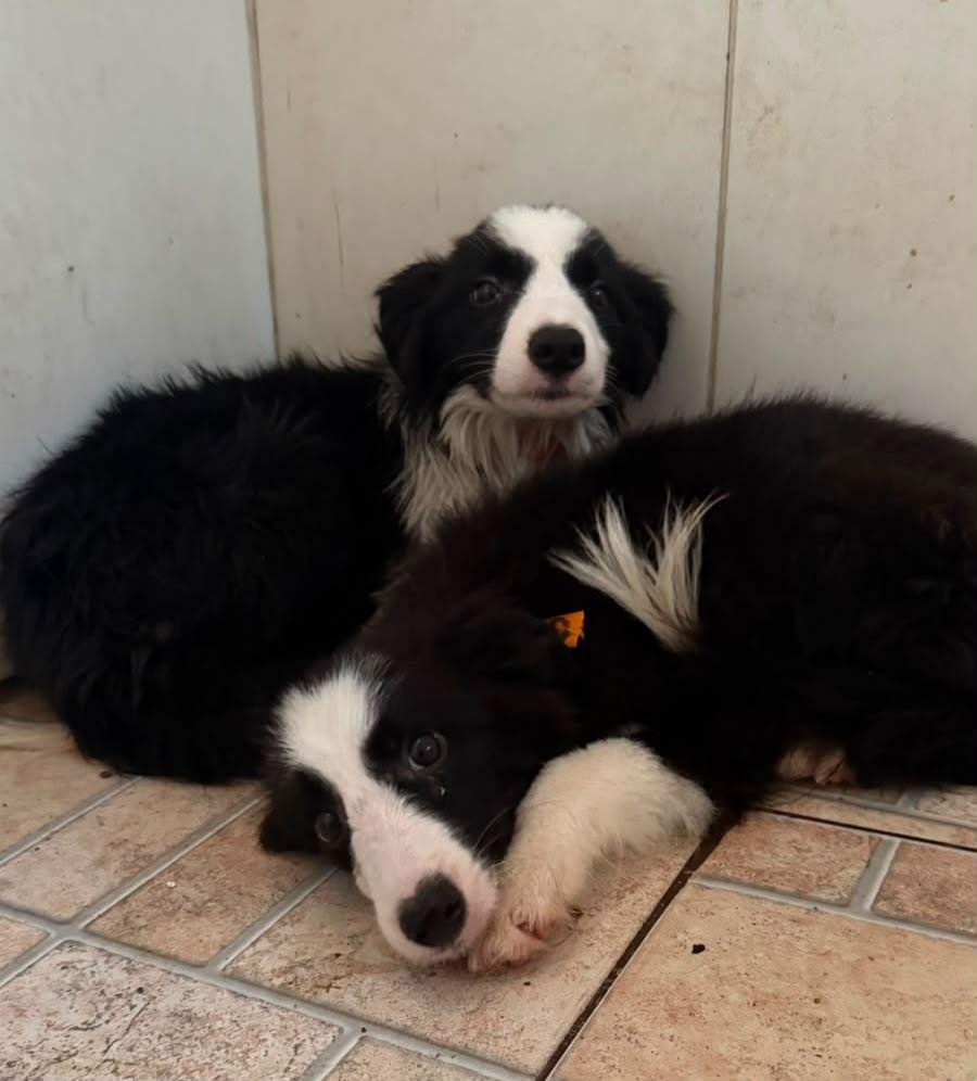 Prefeitura presta atendimento veterinário a cães resgatados de canil