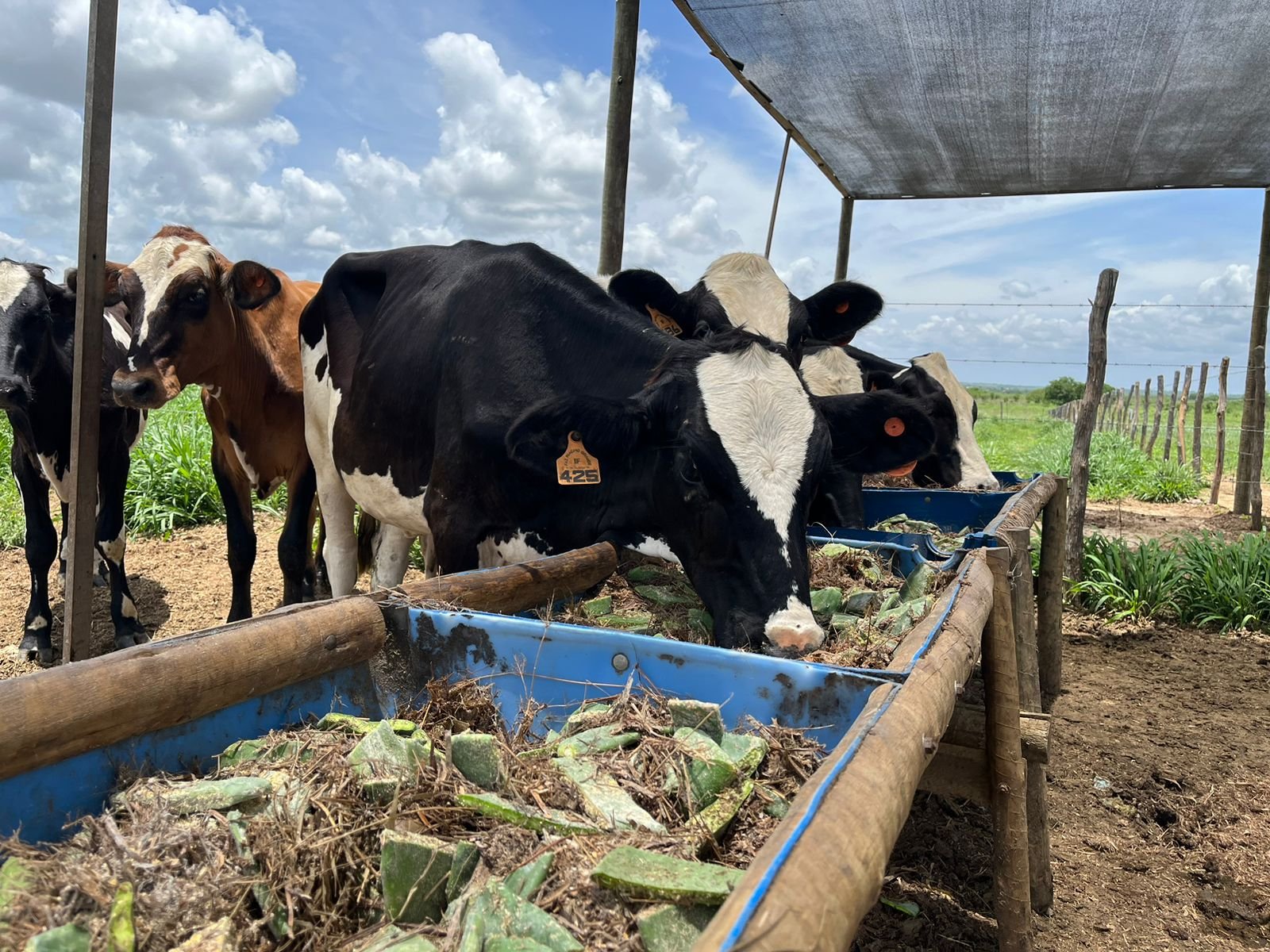 SERGIPE RECEBE RALLY FORRAGEIRAS PARA O SEMIÁRIDO COM TECNOLOGIAS PARA FORTALECER A PECUÁRIA LEITEIRA
