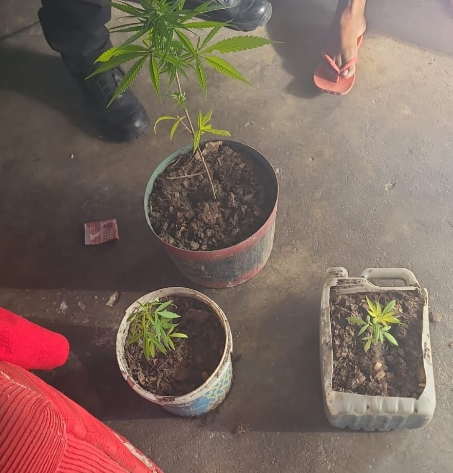 POLÍCIA CIVIL PRENDE HOMEM E APREENDE ARMAS ARTESANAIS E PÉS DE MACONHA NO MUNICÍPIO DE SANTA LUZIA DO ITANHY