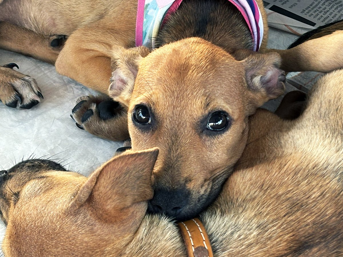 Adasfa e Shopping Jardins promovem ação de adoção animal neste sábado