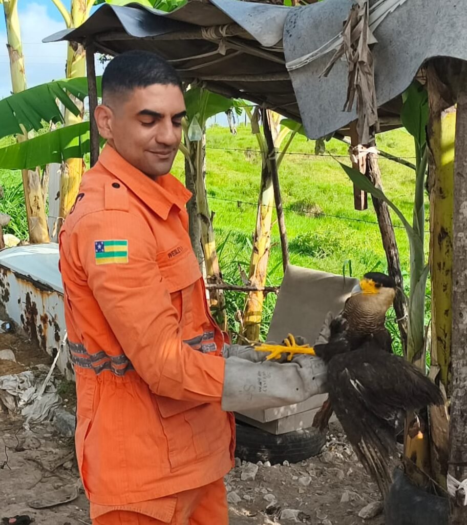 CBMSE resgata carcará com asa quebrada na cidade de Maruim