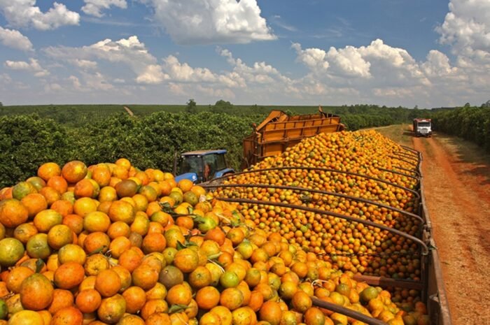 BNB DIVULGA OPORTUNIDADES PARA PRODUTORES DE LARANJA NO 4º CITROS SHOW, EM ARACAJU, NOS DIAS 12 E 13 DE AGOSTO