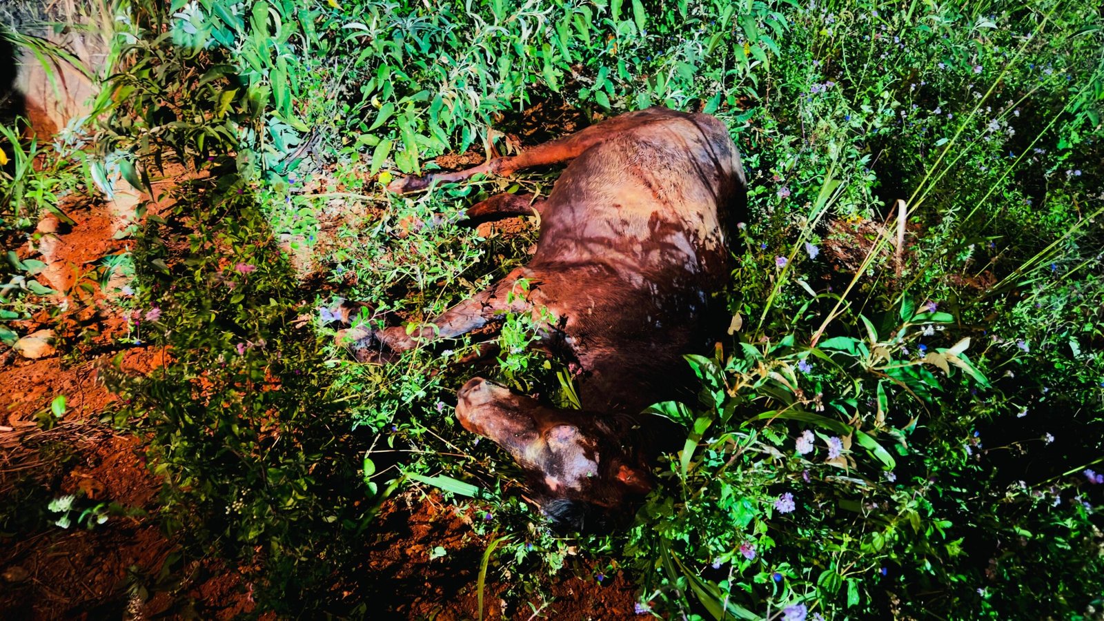 Bombeiros resgatam um cavalo que caiu em buraco de três metros de profundidade em Frei Paulo