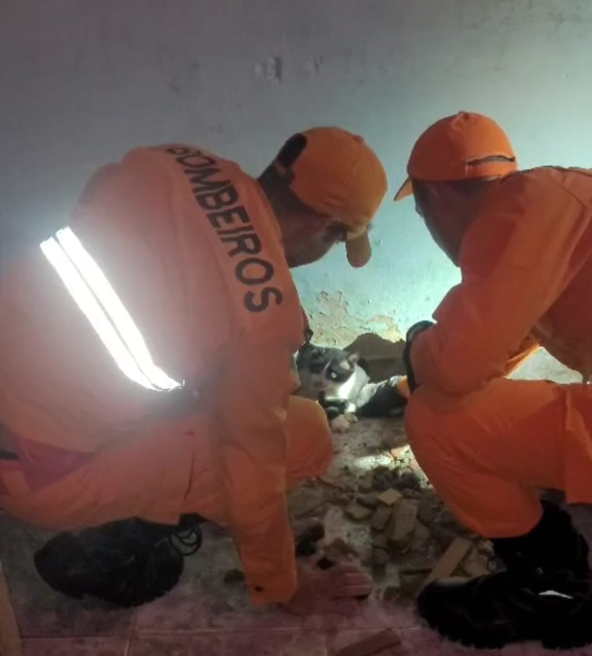 Bombeiros resgatam gato preso entre paredes em residência em Aracaju