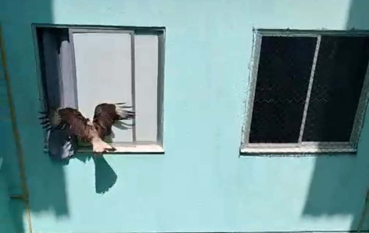 Bombeiros resgatam dois carcarás presos em área de ventilação de condomínio em Aracaju