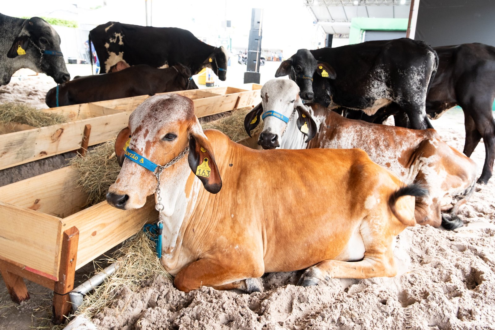 3ª Exporanga reúne tradição, tecnologia e oportunidades para fortalecer o agro sergipano