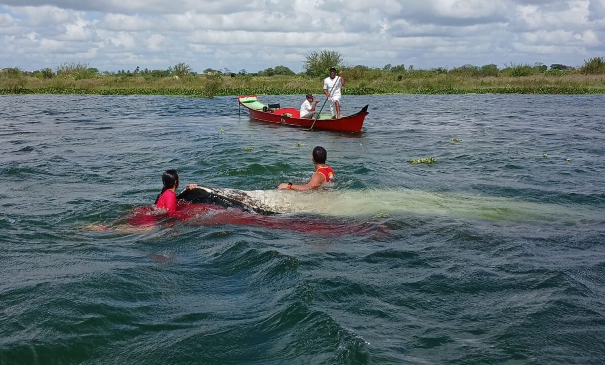 Bombeiros buscam por uma mulher desaparecida no  Rio São Francisco
