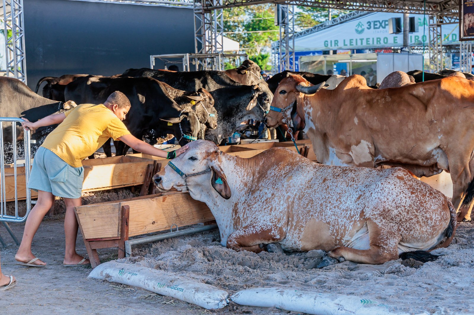 3ª EXPORANGA REÚNE MAIS DE 350 ANIMAIS E MOVIMENTA A PECUÁRIA COM GENÉTICA, NEGÓCIOS E CONHECIMENTO