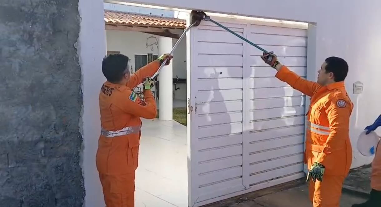 Jibóia é capturada em portão de residência no bairro Robalo, em Aracaju