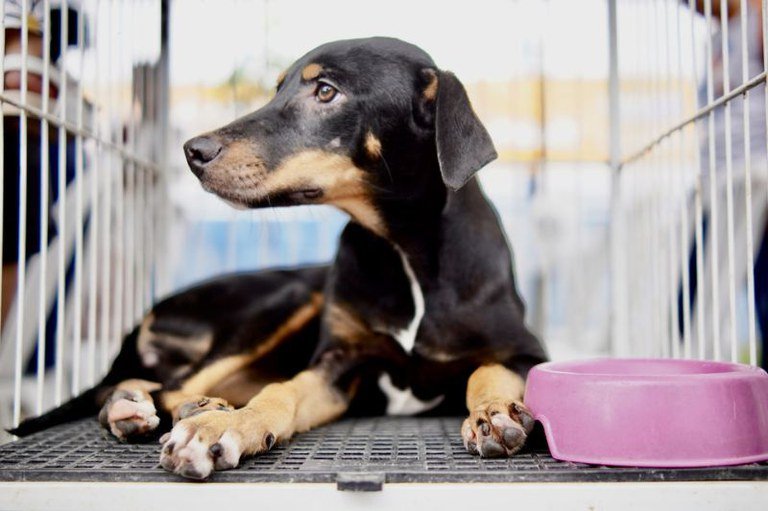 MPF COBRA DO MUNICÍPIO DE SÃO CRISTÓVÃO  O CUMPRIMENTO DE ACORDO PARA A PROTEÇÃO DE CÃES E DOS GATOS