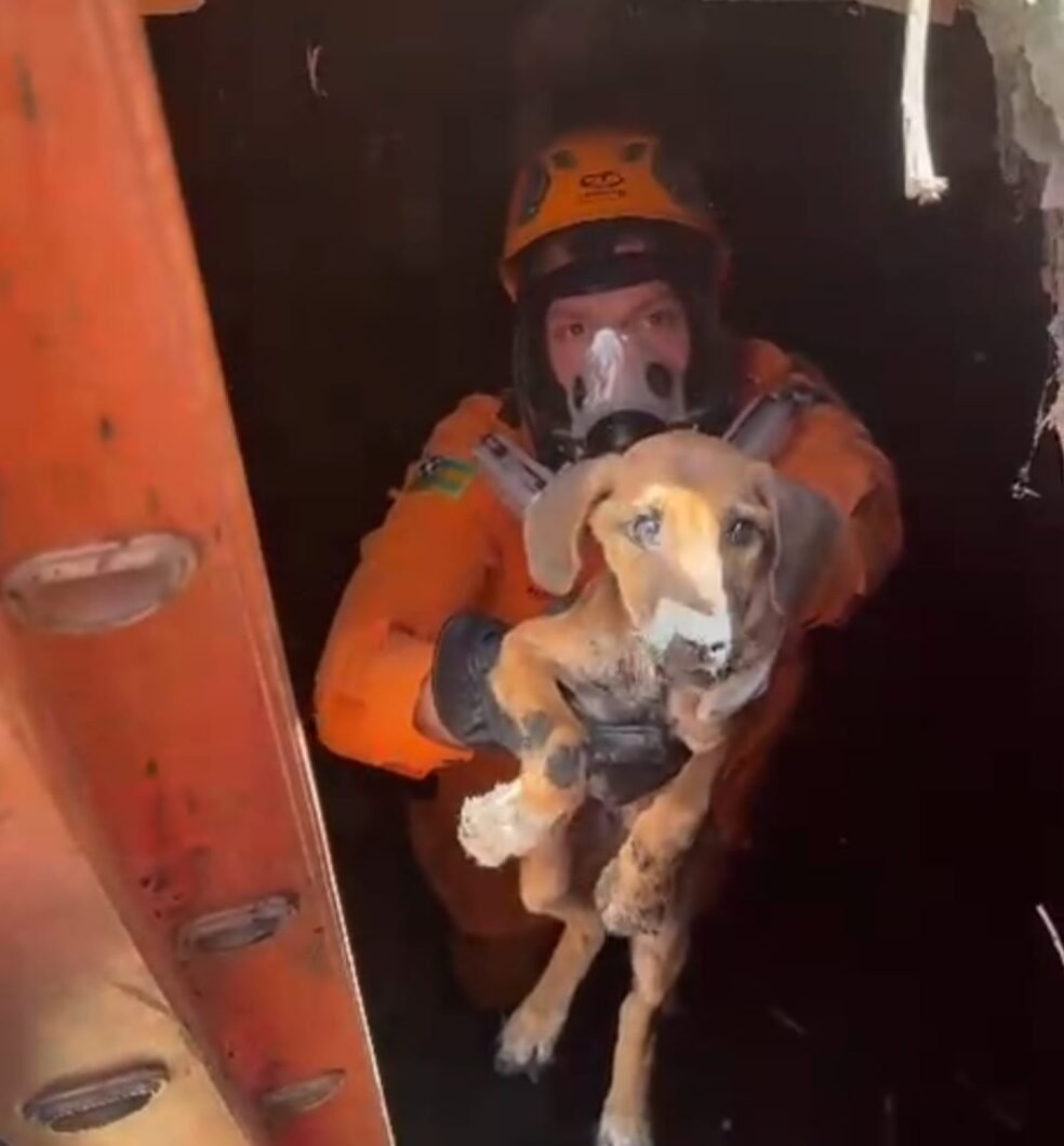 Filhote de cachorro que caiu em cisterna é resgatado no município de Lagarto