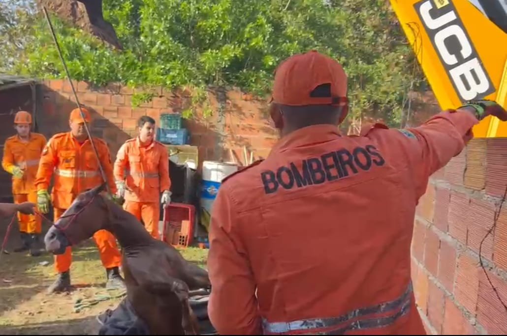 Bombeiros resgatam uma égua que caiu em fossa no município de Lagarto