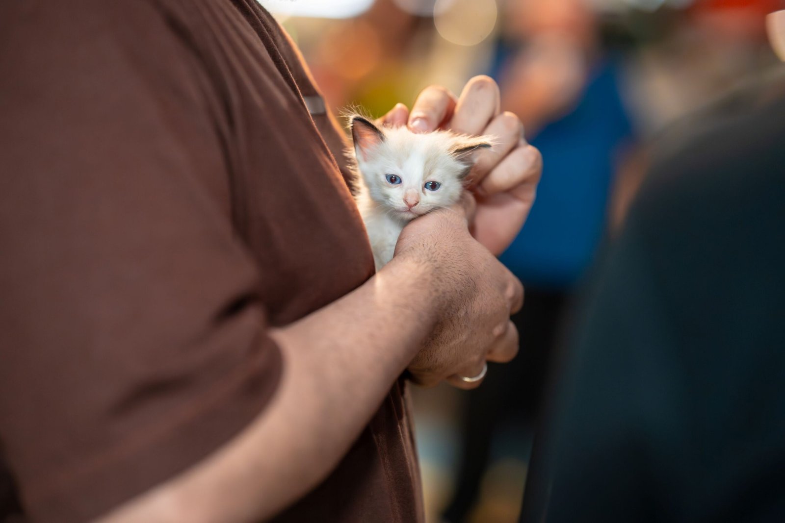 Campanha de adoção animal acontece neste sábado no RioMar em Aracaju