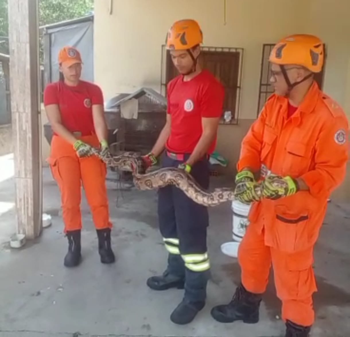 CBMSE resgata de jiboia com mais de dois metros no bairro Coroa do Meio