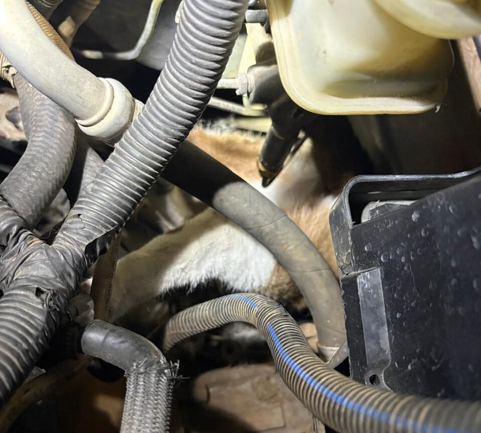 Bombeiros resgatam um gato preso no motor de carro em Aracaju