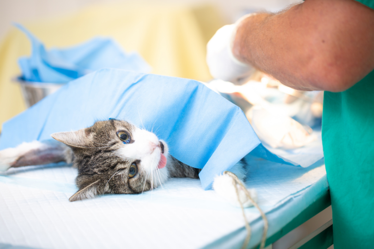 SE REALIZA 1ª AÇÃO DO PROTOCOLO DE CAPTURA, ESTERILIZAÇÃO E DEVOLUÇÃO DE GATOS APÓS ARTICULAÇÃO DO MPF