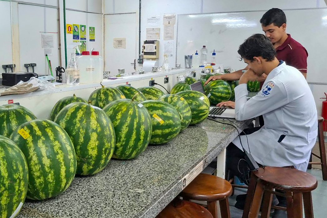 UFS Sertão e UFCG: pesquisa com melancias busca reduzir impactos da seca